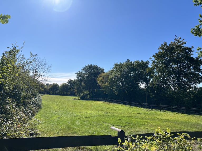 Liefdevolle hengstenkwekerij / ruineren en individuele pensionplaatsen