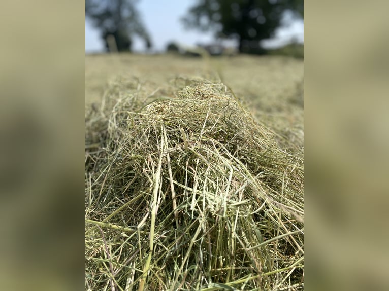 Mensgerichte fokussierte opfokplek voor hengstenstalers