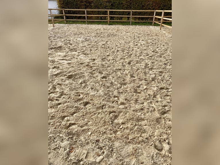 Mensgerichte fokussierte opfokplek voor hengstenstalers