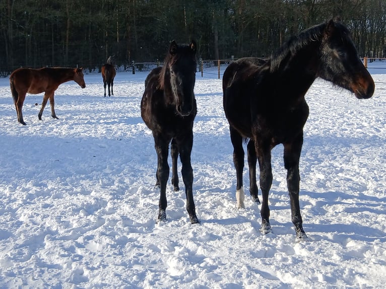 Opfok met veel ruimte om te bewegen