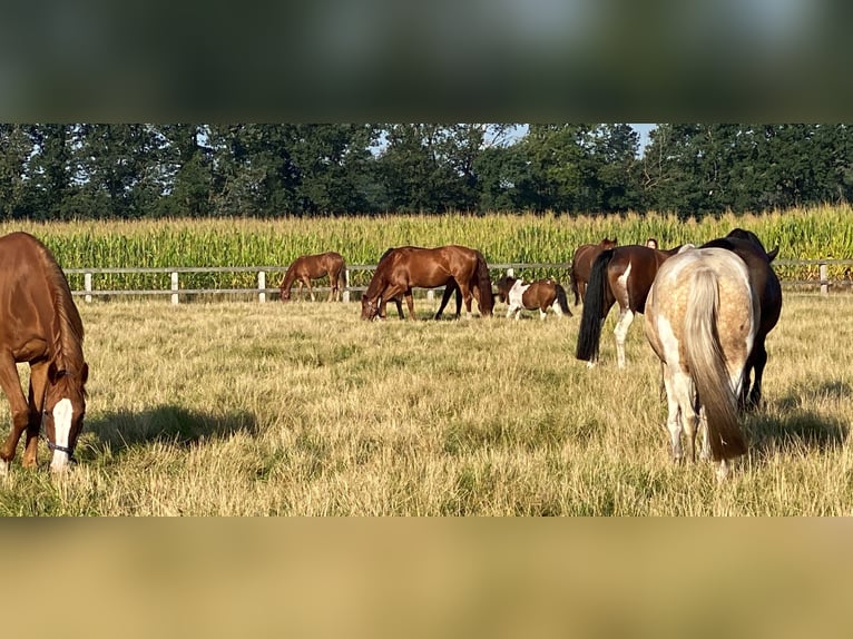 Opfokplaats voor afgezette jonge paarden