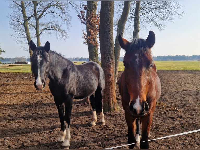 Opfokplaats voor hengsten