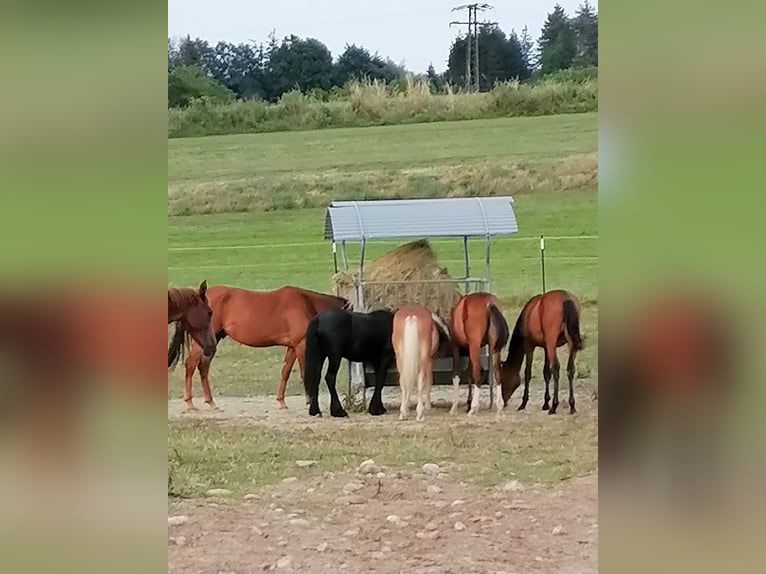 Opfokplaats voor merrie- en ruinveulens