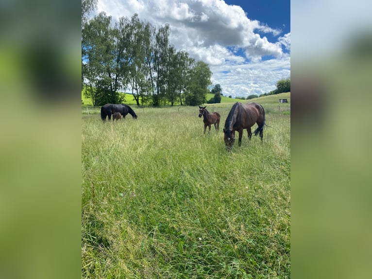 Opfokplaats voor merrie- en ruinveulens