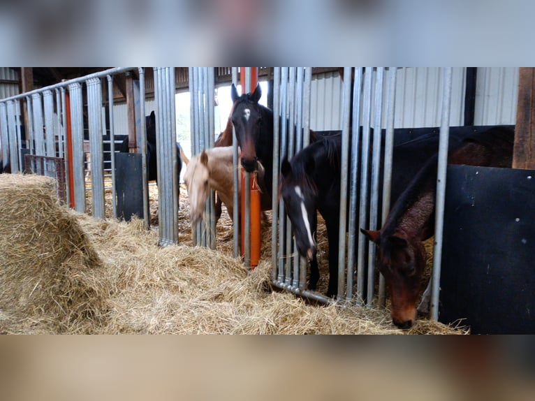 Opfokplaats voor merries