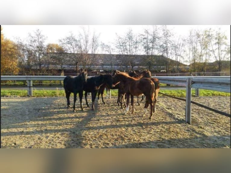 Opfokplaats voor merries