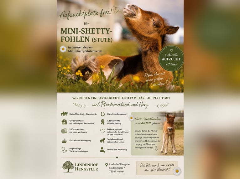 Opfokplaats voor Mini Shetty merrieveulen