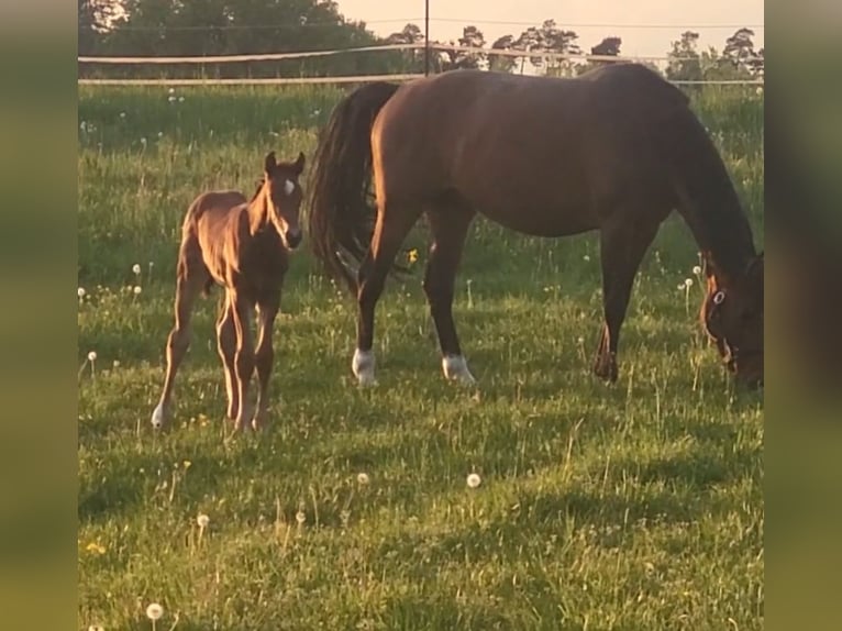 Opfokplaats voor veulens, jonge paarden en merries