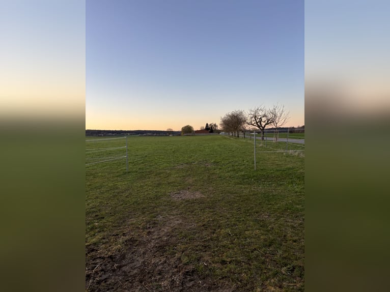 Opfokplaats voor warmbloed merrieveulens
