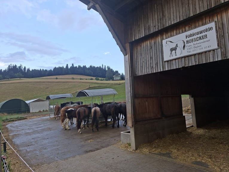 Opfokplek voor hengstveulens op de wei