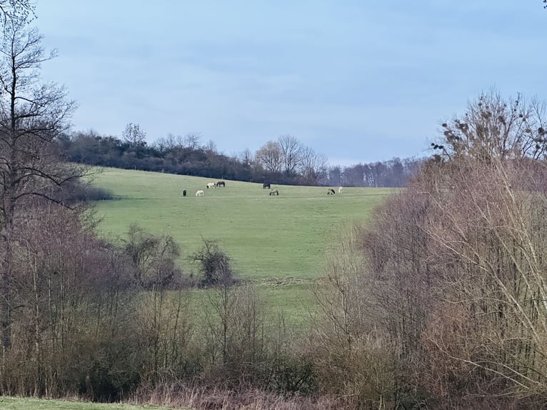 Opfokweide voor IJslanders, robuuste bewaking het hele jaar door, geschikt voor jonge paarden en IJs