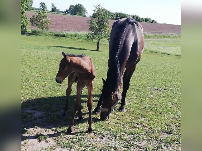 Professioneller Aufzuchtplatz für Absetzer und Jungpferde