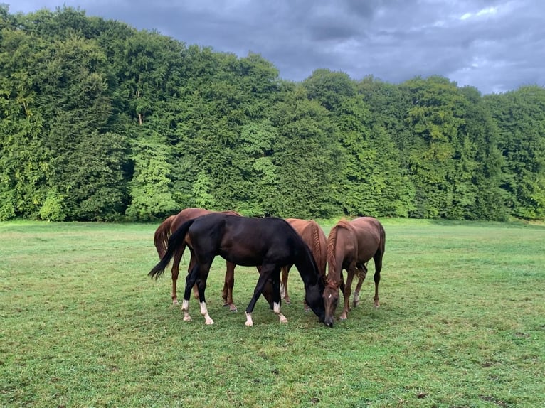 Professioneller Aufzuchtplatz für Absetzer und Jungpferde