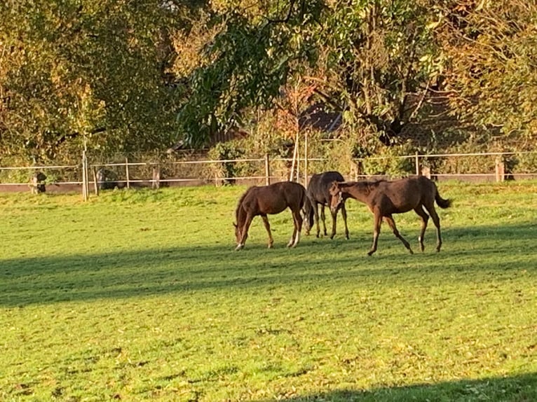 Professioneller Aufzuchtplatz für Absetzer und Jungpferde