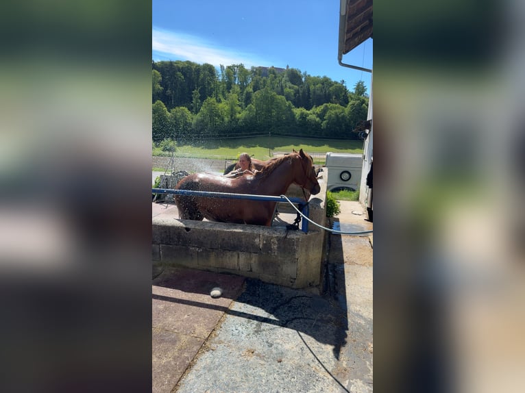 Veulenvangst met hart, verstand en de beste voorwaarden voor de toekomst 🐴🌿