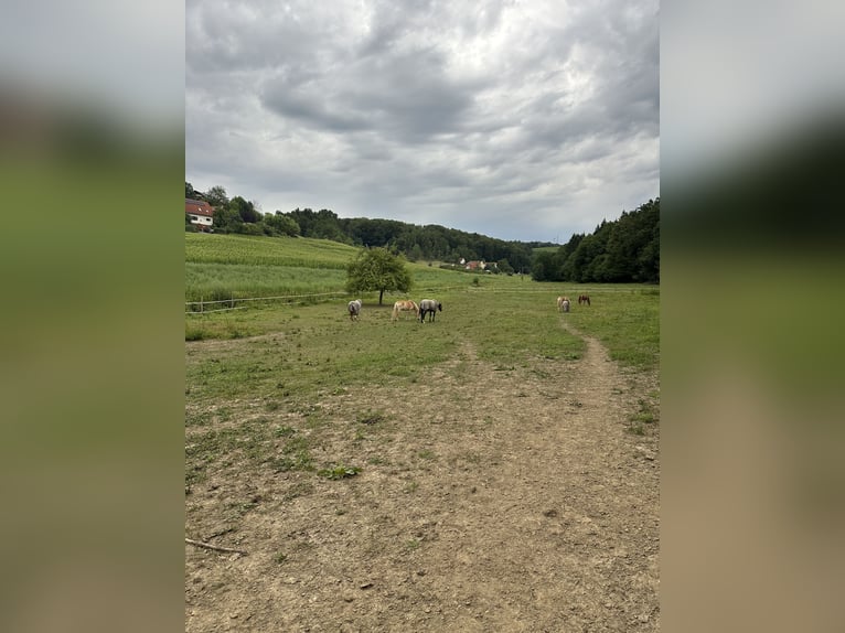Veulenvangst met hart, verstand en de beste voorwaarden voor de toekomst 🐴🌿