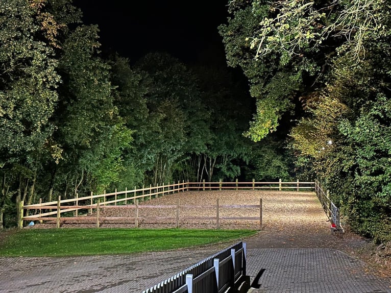 Vrije opfokplaatsen voor afgezette veulens en jaarlingmerries op Borner Hof