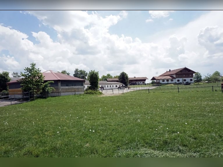 12-15 grote boxen op verzorgde locatie te huur