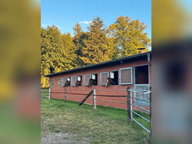 2 freie Einsteller-/Pferdeboxen zu vermieten