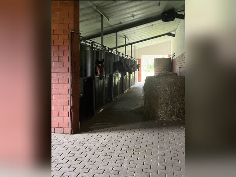 2 freie Einsteller-/Pferdeboxen zu vermieten