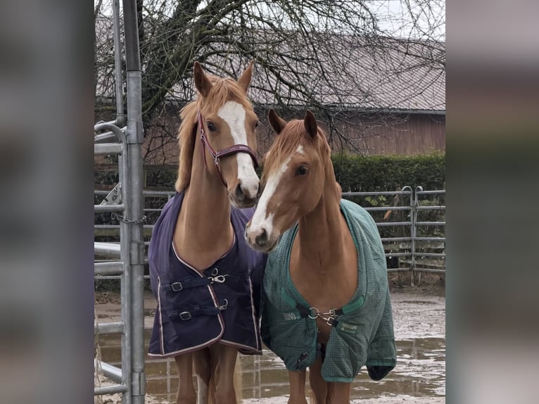 2 vrije boxen in een liefdevolle privéstal