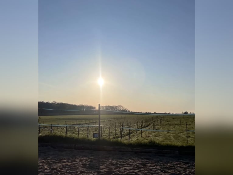 2 vrije boxen in een liefdevolle privéstal