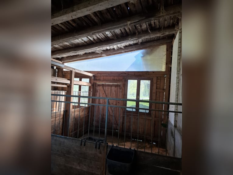 Beschikbaar stalling op een boerderij!