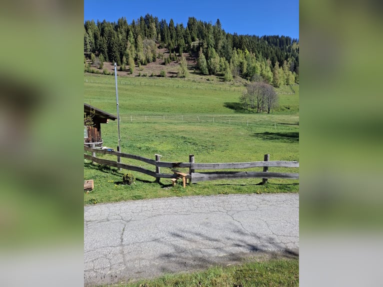 Beschikbaar stalling op een boerderij!
