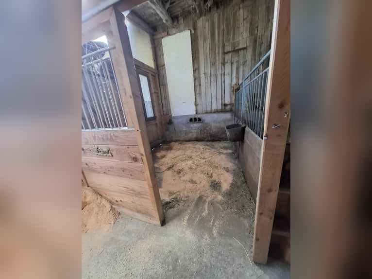 Beschikbaar stalling op een boerderij!