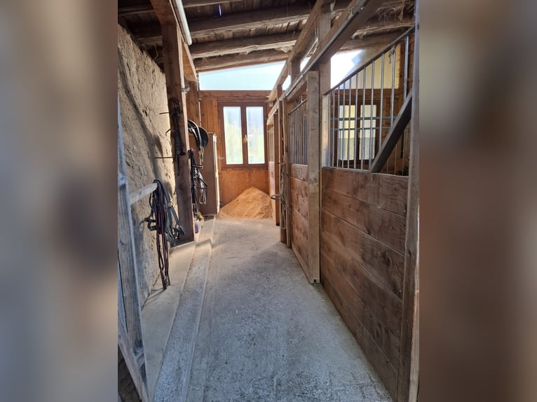 Beschikbaar stalling op een boerderij!