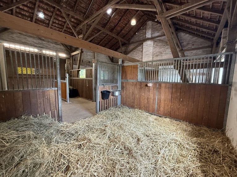 Box in privatem Stall bei Verden, Vollpension