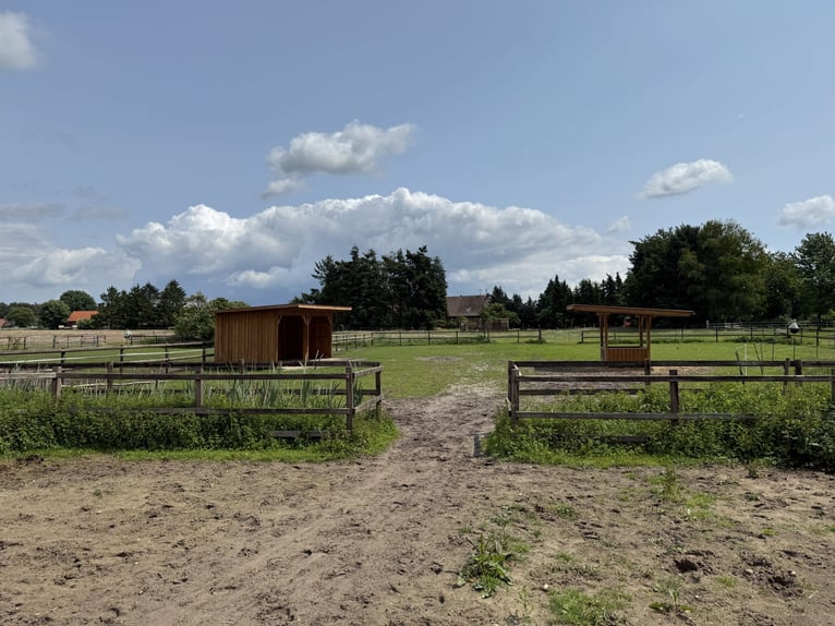 Box in privatem Stall bei Verden, Vollpension