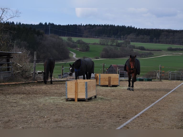 Box met volledige dag outdoor in een kleine groep