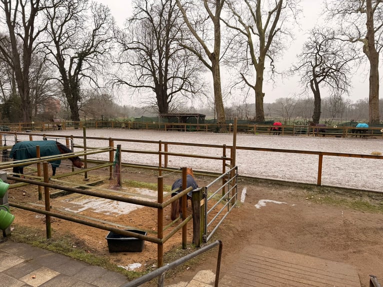 Box mit eigenem Paddock und Weide, zentrumnah