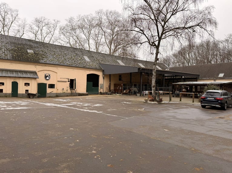 Box mit eigenem Paddock und Weide, zentrumnah