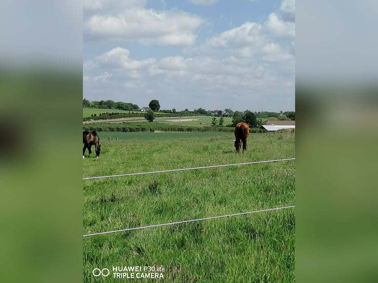 Box voor paard beschikbaar