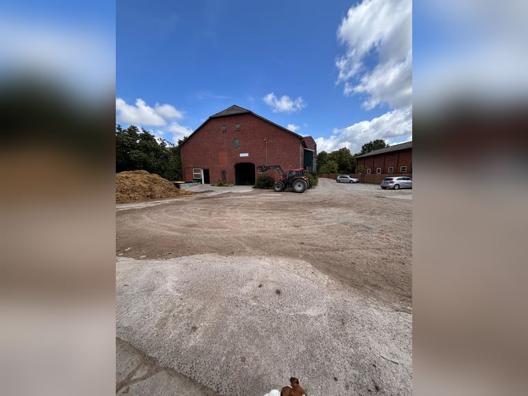 Box vrij - Volpension - Paardenpension - Pensionstalhouder