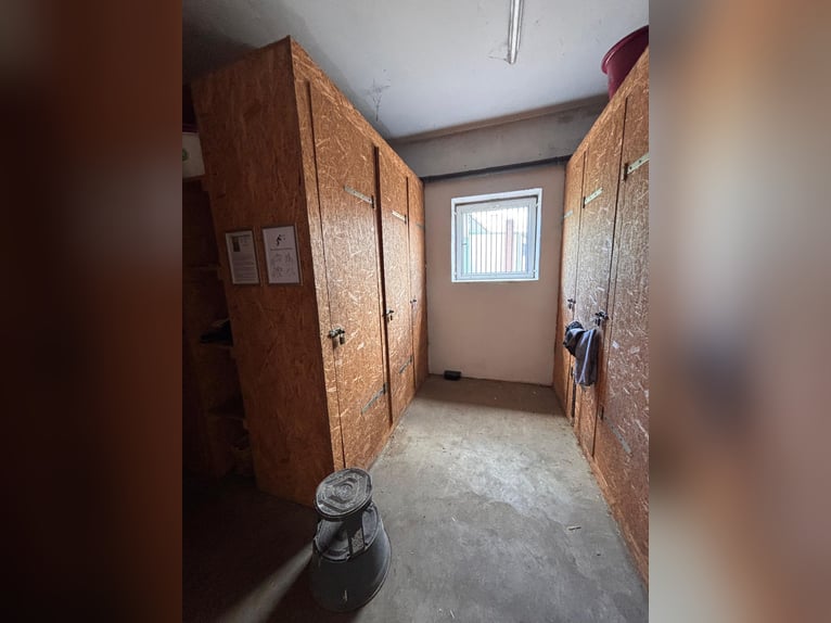 Box vrij - Volpension - Paardenpension - Pensionstalhouder
