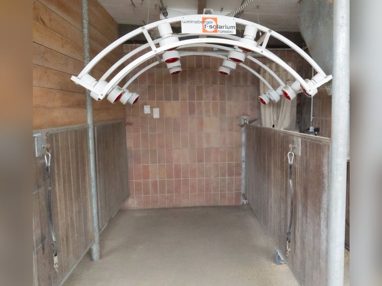Boxen frei ! Paddock- oder Doppelbox / Fensterbox / Standardbox mit tägl. Auslauf