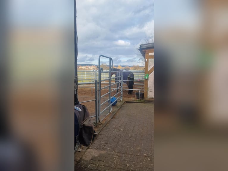 Buiten- en paddockboxen beschikbaar – top-ruiteraccommodatie met lessen in Uehlfeld