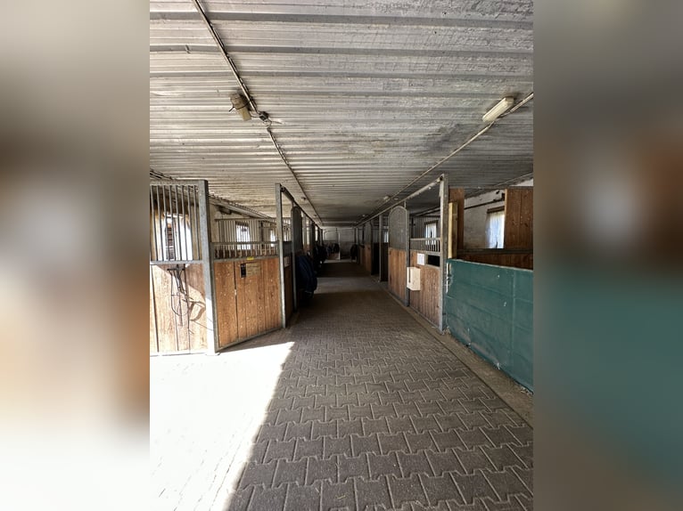 Buitenbox en binnenboxen met dagelijkse weidegang beschikbaar