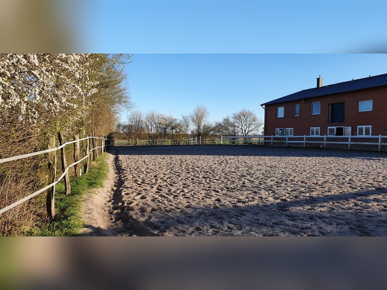 🔥 DE PLEK WAAR JOUW PAARD RUST KAN VINDEN – NIET ALLEEN EEN SCHUILPLAATS. 🔥