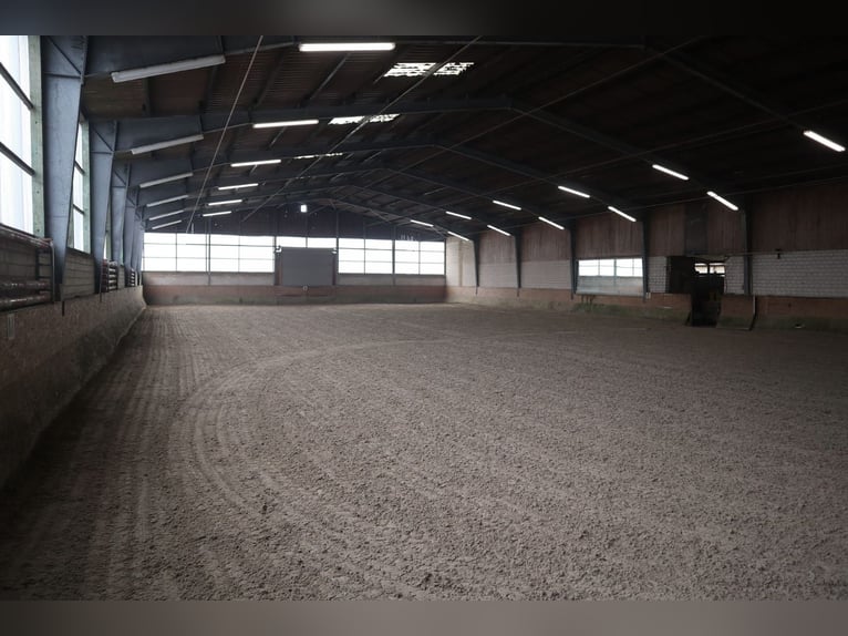 Fantastische stalgenootschap nog vrije boxen!
