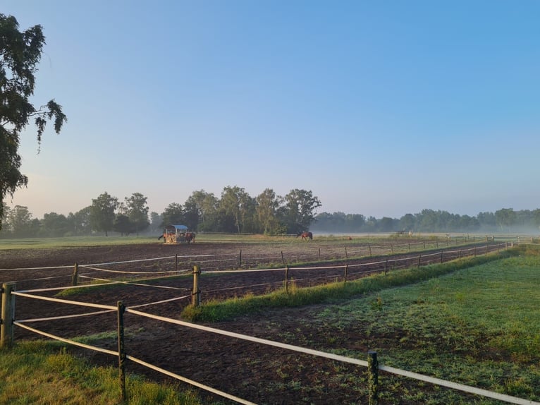 Fantastische stalgenootschap nog vrije boxen!