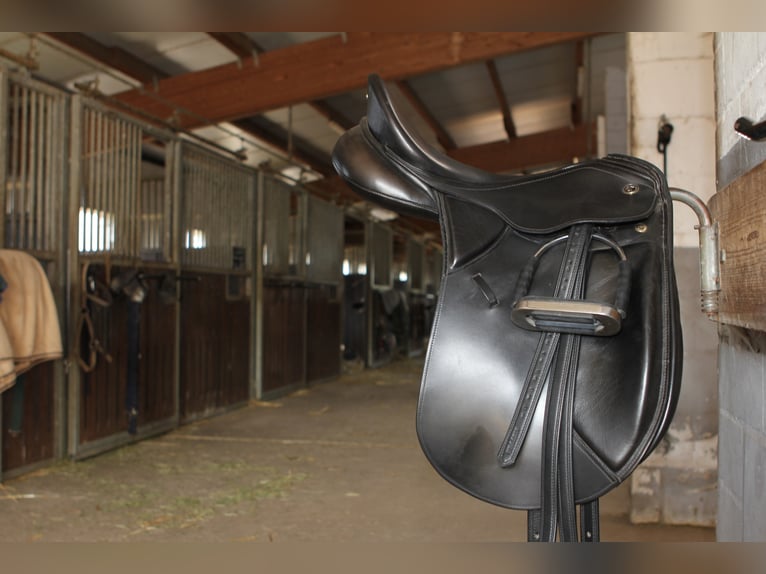 gr.Boxen sowie Stalltrakt frei