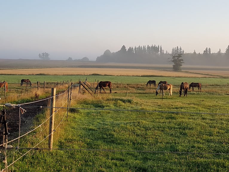 Große Innenboxen frei (4x4m) ab € 390,- /€400,- (tägl. Koppel bzw. Paddock bis zu 7 Std./Tag) 