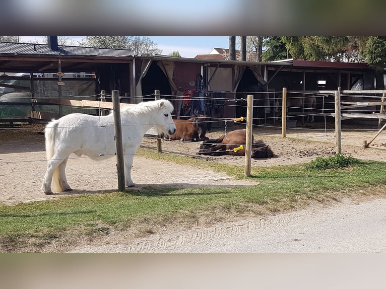 Grote binnenboxen beschikbaar (4x4 m) vanaf €400,- (dagelijks weidegang of paddock tot 8 uur per dag