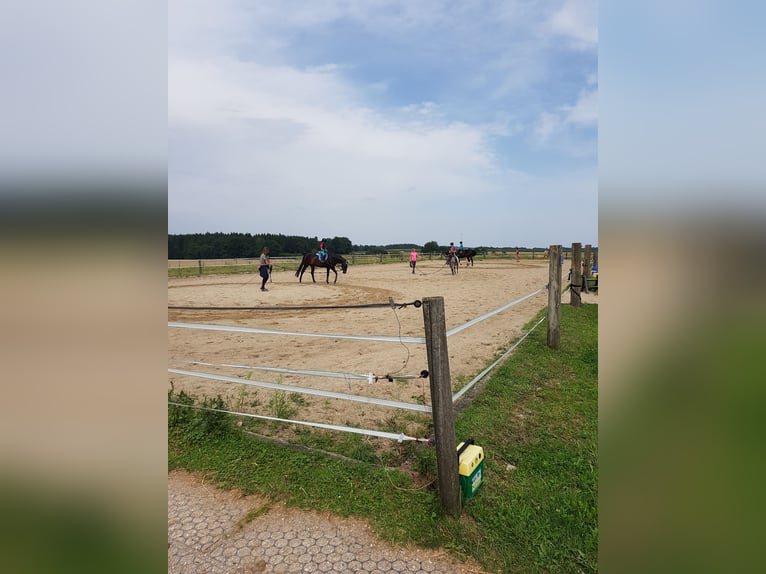 Grote binnenboxen beschikbaar (4x4 m) vanaf €400,- (dagelijks weidegang of paddock tot 8 uur per dag
