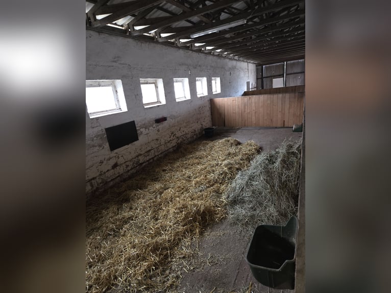 Grote paardenstallen