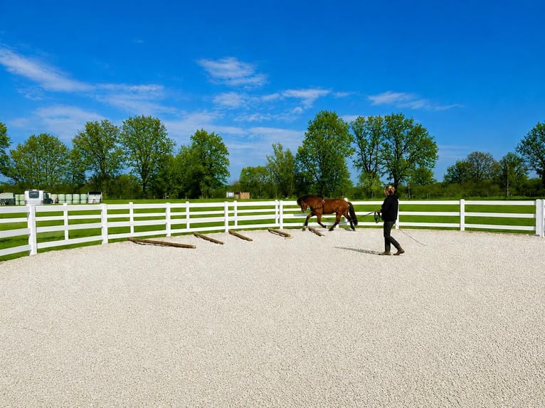 Idyllische staltrakt te huur, 8 boxen, buitenpaddocks, loopstal (helemaal of gedeeltelijk)